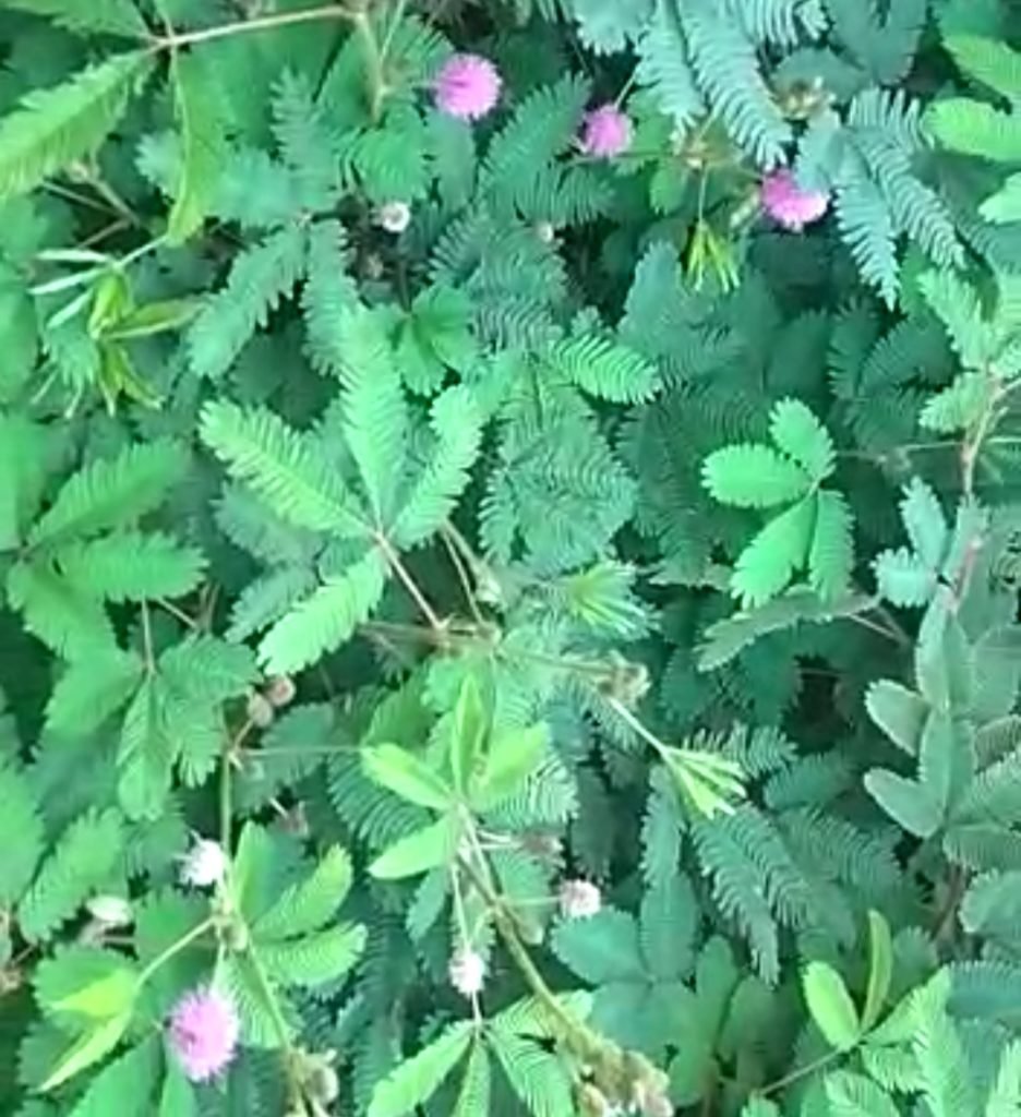 लाजवंती के फायदे benefits of sensitive plant in hindi 